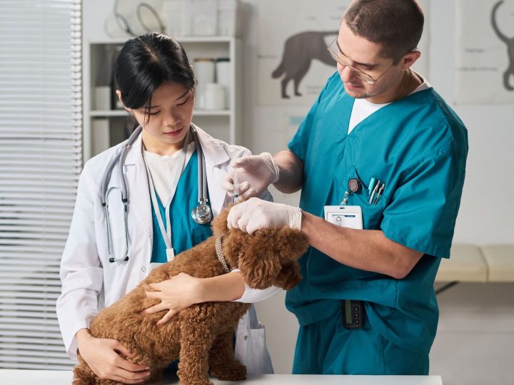 Becoming a Limited Company Locum Vet