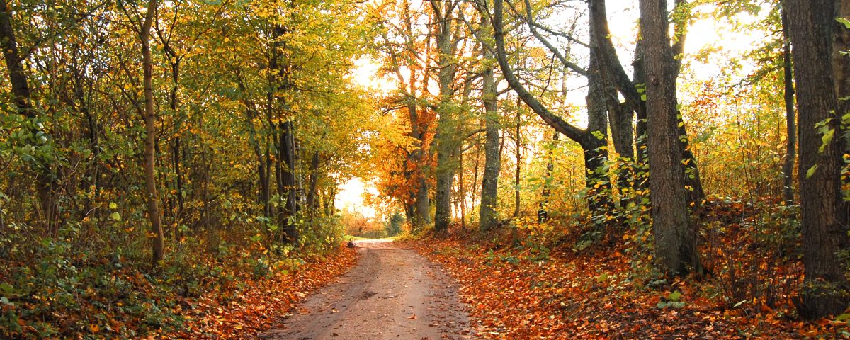 An autumnal road