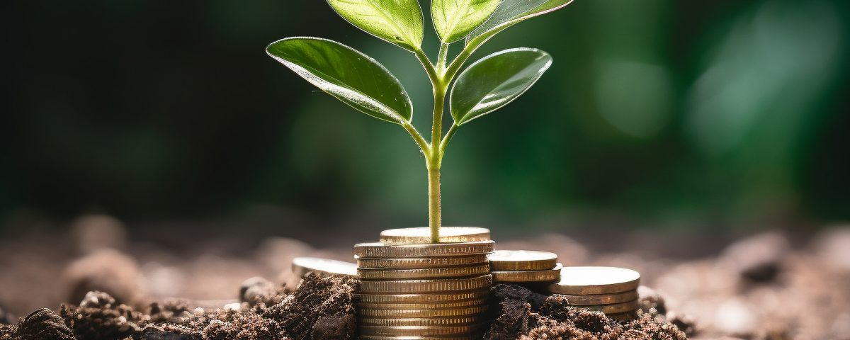 Money plant